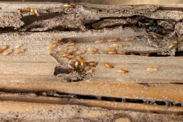 Best Best Pest Control Companies  in Wellsville, UT